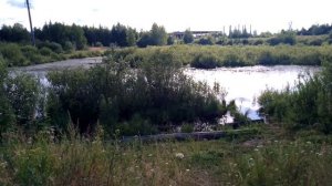 Болото. Июль 2022