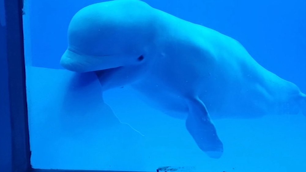 В Приморском океанариуме разразился скандал из-за условий содержания животных / События на ТВЦ