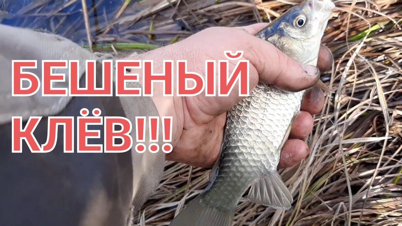 КАРАСЬ В ОКТЯБРЕ НА ПОПЛАВОК!!! смотреть онлайн