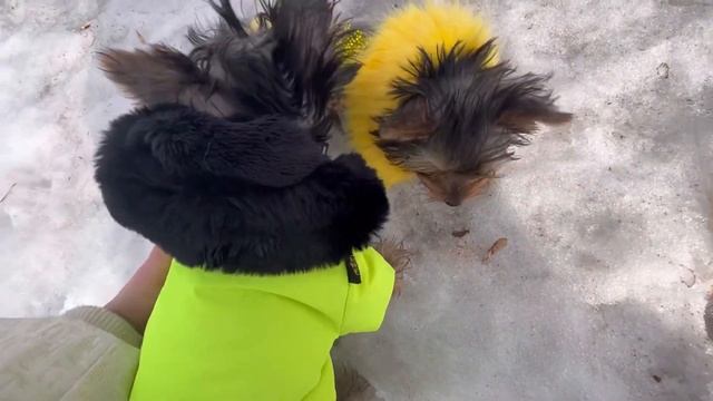 VLOG: Первая прогулка Йоркширских терьеров | Сёстры Прада и Пиппа ❤️ смотреть онлайн