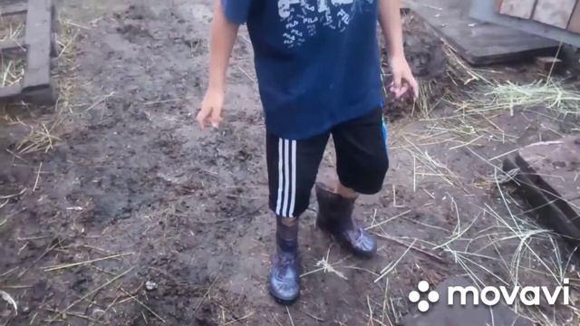 Сколько стоит навоз.