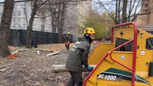 Спил тополей, удаление пней и дробление веток в щепу.  СПБ ДК Кирова Васильевский остров