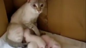 Животные издеваются над людьми