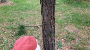 Белки в лесу.Кормим белок с руки.Белка лазеет по мне.Наглые белки.