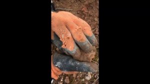 Поиск окаменелостей