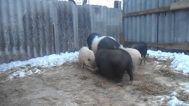 Вьетнамские Свиньи Зимой