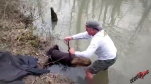 Мужчины думали, что спасают бобра из болота! Они были в ШОКЕ когда узнали, кто это на самом деле!
