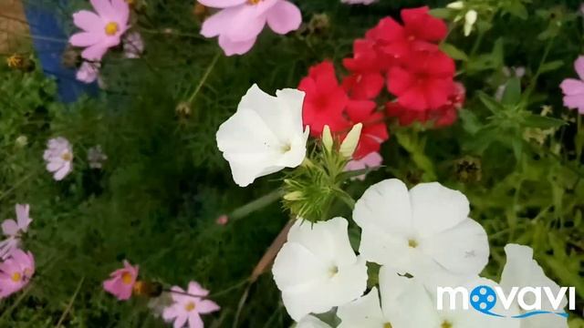 Букет из астр... смотреть онлайн