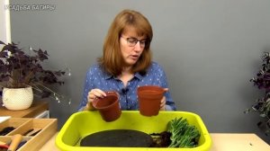 Крассула Голлум, посадка и уход.