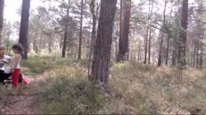 Курлово идём в лес 🌸