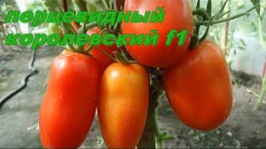 Лучшие семена томатов от компании СЕДЕК