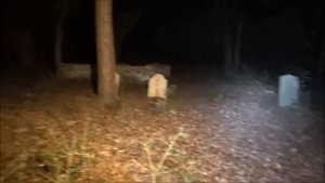 10 ЖУТКИХ ВИДЕО ПРО СТРАШНЫХ СУЩЕСТВ СНЯТЫЕ НА КАМЕРУ