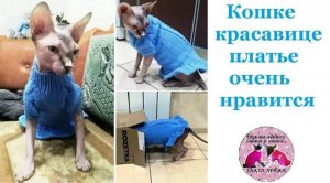 Голубое платье для кошки сфинкс