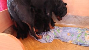 Щенки ротвейлера 1 месяц.
