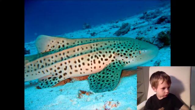 Леопардовая Акула (Leopard Shark) смотреть онлайн