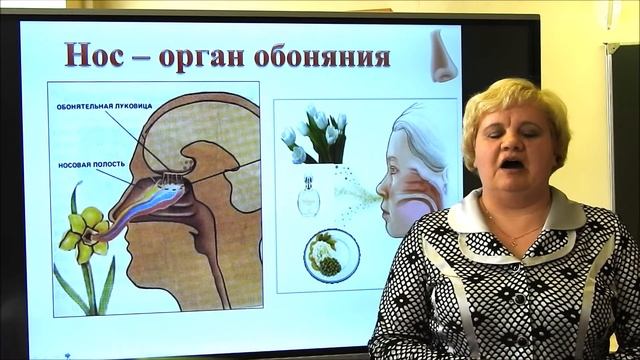 Органы чувств. Орган слуха. Орган вкуса. Орган осязания.