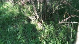 ПРИЕХАЛА НАША ПАСЕКА на УЛЬЯХ-ЛЕЖАКАХ!!! ЕСТЕСТВЕННОЕ ПЧЕЛОВОДСТВО - ЛУЧШИЙ МЁД