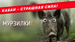 Кабан - страшная сила! К как вести себя при встрече с дикими кабанами | пародия «Котёнок»