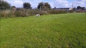 Greyhound Walks, Sniffs, and Zoomies