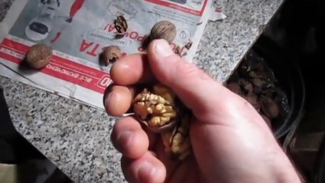 ГРЕЦКИЙ ОРЕХ. Описание сорта грецкого ореха Риченский.