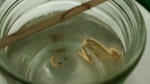 Чёрная львинка - как наживка для рыбалки