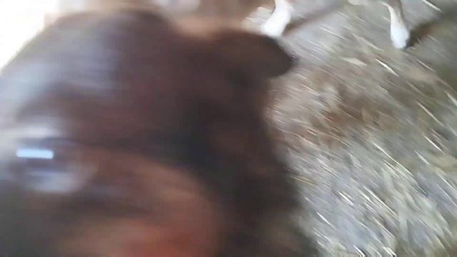 Последний день сентября / Приют для собак г Ефремов смотреть онлайн