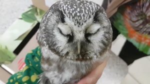 Дикий мохноногий сыч. Помощь сове, попавшей в беду. Часть 1.