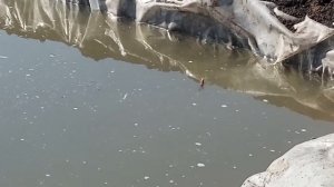 Рыбалка в собственном пруду.