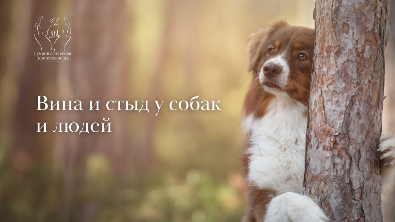 Вина и стыд у собак и людей смотреть онлайн