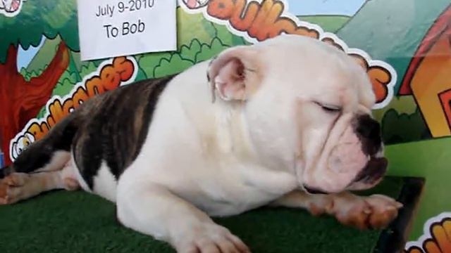 English bulldog For Sale - Flash - http://www.bullcanes.net - ceo@bullcanes.net смотреть онлайн