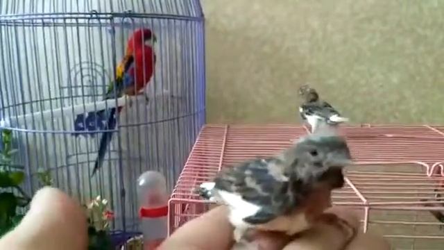 Птенцы канарейки смотреть онлайн