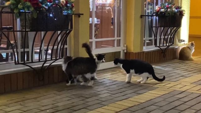 Новогодние рестораны Калининграда | Прогулка по Зеленоградску #новогоднеенастроение #зеленоградск