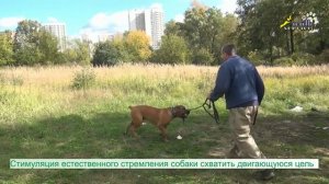 Дрессировка собак, команда апорт, два вида обучения