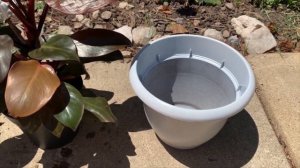 PHILODENDRON MCCOLLEYS FINALE REPOT & REPURPOSING AN OLD PLANTER DIY