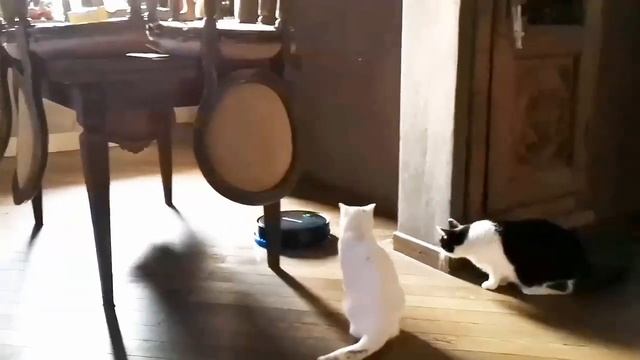 Ходят тут всякие, а потом шерсть итальянская пропадает.