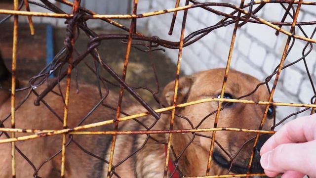 ВЛОГ. ЛОКАЦИЯ. Первый лед. Общество защиты животных " Доброе сердце". смотреть онлайн