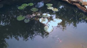 Аквариумные рыбки в пруду 2018 год