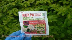 СУПЕР ТАБЛЕТКА ОТ ВРЕДИТЕЛЕЙ КАРТОФЕЛЯ И НЕ ТОЛЬКО КАРТОШКИ! ИСКРА ПРЕПАРАТ ОТ КОЛОРАДСКОГО ЖУКА