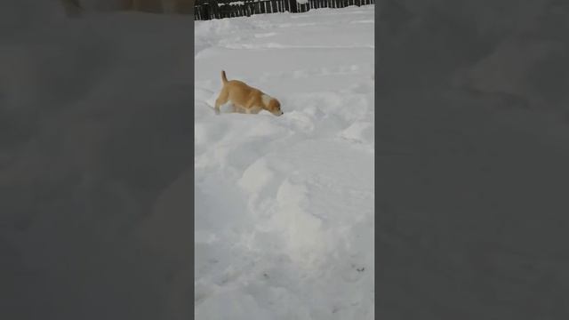 Щенячья тусовка. #купитьщенкасао#алабай#щенкиизпитомника# смотреть онлайн