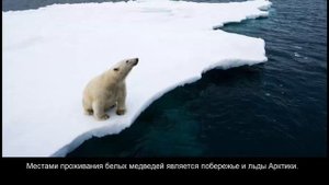 Интересные факты о Белых Медведях