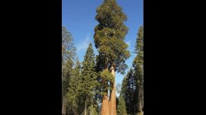 10 самых удивительных деревьев на планете.