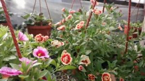 Калибрахоа в кашпо начало мая! ? Обзор.