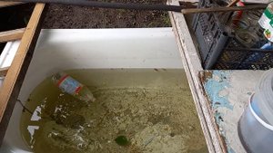 Щавелевая кислота и другие варианты подкисления голубики.