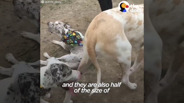 Два мраморных дога смотреть онлайн