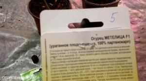 ПЕРЕСАДКА ОГУРЦОВ В ГОРШКИ,ЗИМОЙ.