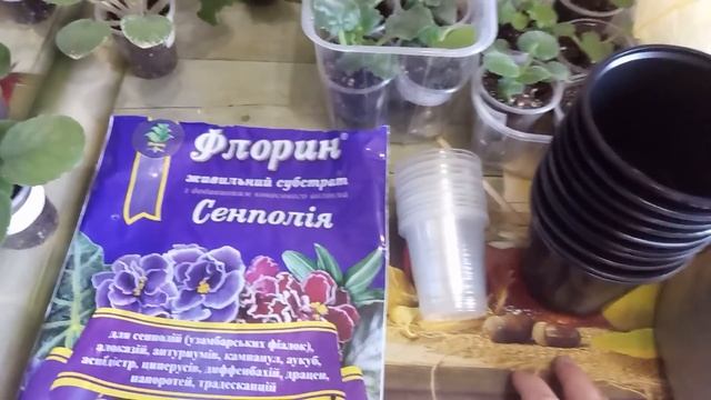 НЕПРАВИЛЬНАЯ ПЕРЕСАДКА ДЕТОК УБИВАЕТ ИХ ! КОГДА НУЖНО ПЕРЕСАЖИВАТЬ ДЕТОК ФИАЛКИ ! смотреть онлайн