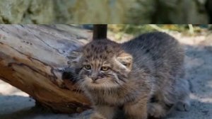 Манул - животные Красной книги #14