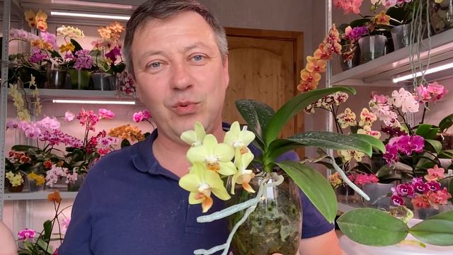 ПЕРЕСАДКА ОРХИДЕИ ПОДРОБНО после покупки и ЧЕМ ЛУЧШЕ обработать корни орхидей смотреть онлайн