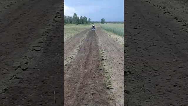 прополка міжряддя гарбузів фрезою 09.06.21р