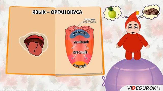 Видеоурок №9 "Органы чувств. Обоняние. Осязание. Вкус"